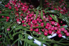 Flowers California Pepperberry Greens California Flowers
