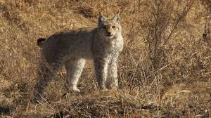 › chernobyl pictures before and after. Free Of Humans Chernobyl Sees Wildlife Boom