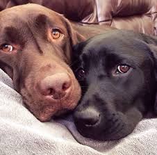 Check spelling or type a new query. Black And Brown Chocolate Labs Are Friends Labrador Retriever Dog Lovers Human S Friends Caes Labrador Caes Labrador