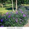 While most standard forms of mexican petunia range in height from 18 to 36 inches, 'katie's dwarf' ranges from eight to 12 inches tall. Https Encrypted Tbn0 Gstatic Com Images Q Tbn And9gcrcdguwc1shjzcqnor3nrzf0hw7fhma0wgzmm7iu6uick7lx6st Usqp Cau