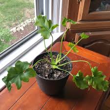 Philodendron hope is considered poisonous. Thaumatophyllum Bipinnatifidum Little Hope Syn Philodendron Bipinnatifidum Little Hope Philodendron Selloum Little Hope Tree Philodendron Little Hope Uploaded By Rahul20