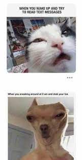 Pin By Moriah Payton On Funny Animal Jokes Funny Dog Memes Funny Animal Jokes Funny Animal Quotes