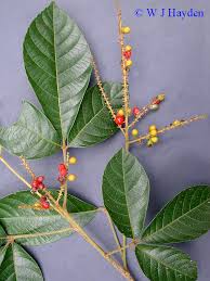 Image result for Allophylus