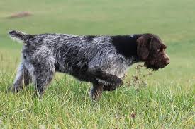 Image result for český fousek stavba těla