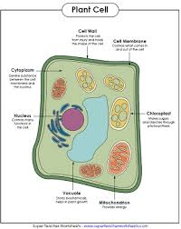 Maybe you would like to learn more about one of these? Animal And Plant Cell Worksheets