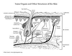 Children's ministry deals pinterest page & reviews. Sense Organs Of The Skin Coloring Page