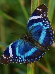 Pin De Claire Hayes En Painting Ideas Fotos De Mariposas Mariposas De Colores Imagenes De Mariposas