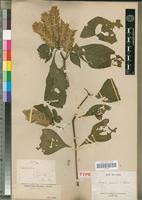 Image result for Rungia grandis