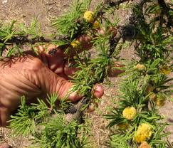 Image result for Acacia kamerunensis