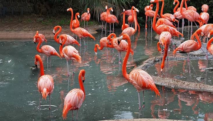 Aviario Nacional de Colombia en Barú