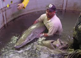 Maybe you would like to learn more about one of these? U S Fish And Wildlife Service Warm Springs Nfh Alligator Gar Facts