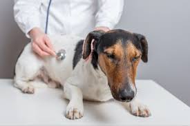 Der hund kann keinen kot mehr absetzen, es kommt zu kotverhaltungen bis zum kompletten kotstau 2. Darmverschluss Beim Hund Tiere Online