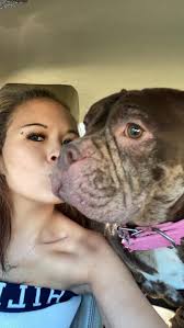 Lost friendly female frenchie in Apopka, FL