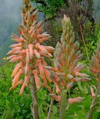 Image result for Aloe wollastonii