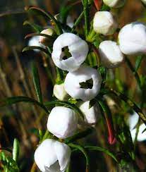 The Boronia Heterophylla Boronia Moonglow Has Pretty White Bell Shaped Flowers They Flower In Mid September Mid October