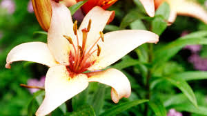 Lily flowers bad for cats. Poisonous Plants For Pets Burke S Backyard