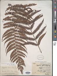 Image result for Pseudocyclosorus