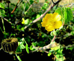 Image result for Abutilon hirtum