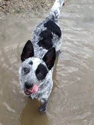 Black And White Blue Heeler Mix Pin By Jan Sine On Buddy Austrailian Cattle Dog Cattle Dogs Rule Australian Cattle Dog