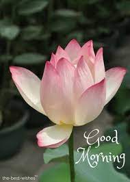 200 Beautiful Good Morning Wishes With Flowers Best Hd Images Types Of Flowers Good Morning Flowers Flower Symbol