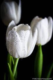 Tulips Amazing Flowers Tulips Flowers Tulips