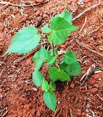 Image result for Sida urens