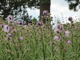 Image result for Berkheya
