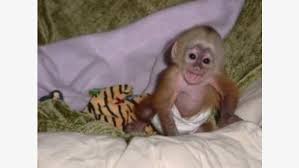 Capuchin monkeys.my capuchin are part of our family. Lovely Baby Capuchin Monkey For Sale Coast Coast Kenya Loozap