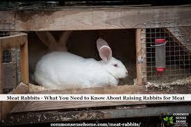 The weight of male giant rabbits is 6.4 kgs and 6.8 kgs of the female giant rabbits. Meat Rabbits What You Need To Know About Raising Rabbits For Meat