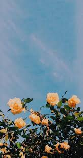 30 Marvelous Flower Wallpaper For Stil Din Nya Iphone Besten Neue Ideen In 2020 Aesthetic Iphone Wallpaper Flower Aesthetic Summer Wallpaper