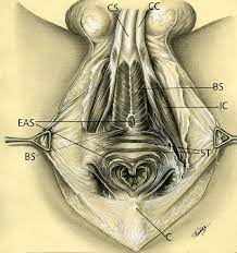 600x487 drawing human anatomy for beginners best 25 human body. Male Perineal Muscles Drawing Ca 1943 St Transverse Superficial Download Scientific Diagram
