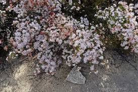 Image result for Tetragonia calycina