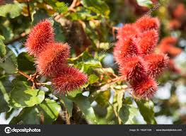 Image result for Bixaceae