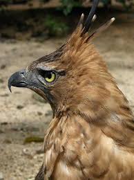 Makna lambang burung garuda pancasila dan penjelasannya. 53 Gambar Hewan Burung Garuda Asli Paling Hist Gambar Pixabay