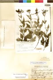 Image result for Emilia subscaposa