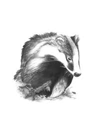 Badger Drawing Badger Illustration Animal Paintings Art
