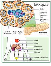 Maybe you would like to learn more about one of these? 1 B Cells Of Islets Of Langerhans In Download Scientific Diagram