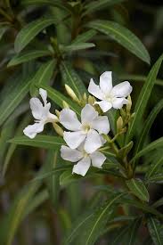 Image result for Nerium oleander