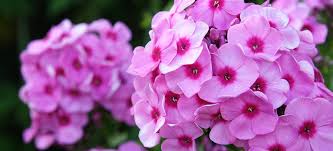 Oh, For Phlox Sake! Growing Phlox from Seed – Seed Needs LLC