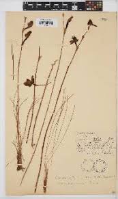 Image result for Disa saxicola
