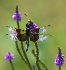 Black And Blue Widow Skimmer Dragonfly A Widow Skimmer Dragonfly Perches On A Hoary Vervain Plant An Adult Male Can Be Identified By Its White Patches In The Damselfly Types Of Dragonflies Insects