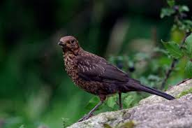 Pied Crow Black Bird With White Ring Around Neck Young Blackbird Feathers White Blackbirds The Rspb