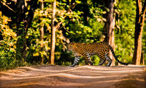 Widely considered the best tasting cannabis gummy in the industry, kanha premium gummies are made with the highest quality cannabis oils, scientifically extracted and infused to provide a consistent dose. An Exceptional Safari Experience In Kanha National Park With Pugdundee Safaris