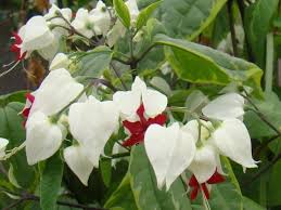 Image result for Clerodendrum ternatum