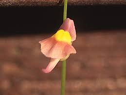 Image result for Uvaria welwitschii