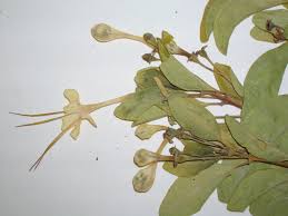 Image result for Volkameria glabra