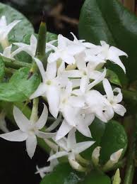 Image result for Carissa bispinosa