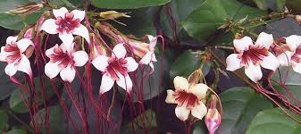 Image result for Strophanthus eminii