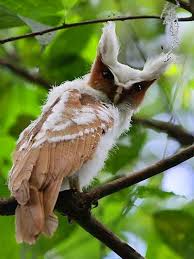 Bird Of Prey That Feeds On Fish Crossword Clue Pin By Radek Folkl On Animals Zvirata Mladata Zvirat Zvirata Ptackove