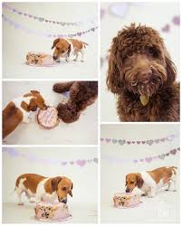 They are up to date on shots and will come to their new family with everything they need to get off to a fantastic start. Labradoodle Puppies For Sale Indianapolis Bmo Show